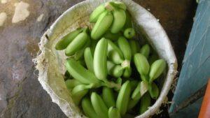 The market only accepts bunches of 5 perfect bananas. 50% of the mini bananas in Costa Rica go to waste (source: private)